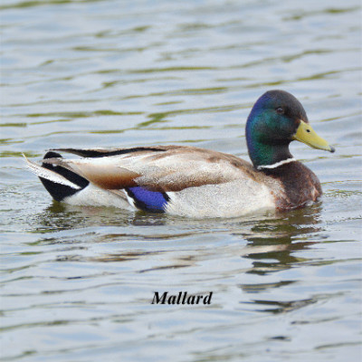 Mallard